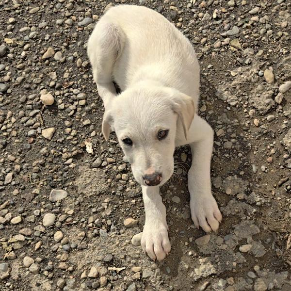 🐾 GASTON, UN PICCOLO CUORE IN CERCA DI CASA 🐾 Foto 3